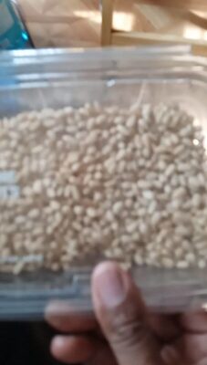 Pine Nuts, Pine